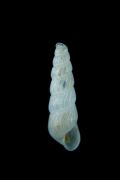 Chrysallida&nbsp;sigmoidea